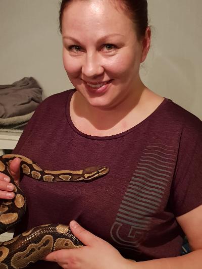 Hyvätapainen naaras kuningas python etsii uutta kotia elämäntilanteen muutoksen johdosta. Syö hyvin ja helppo käsitellä. Upea terraario mukaan 200e.