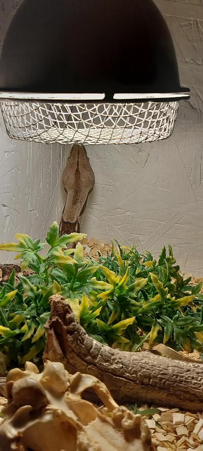 Boa constrictor (kuningasboa) kuoriutunut 6/2020 hyvin toimiva yksilö, syö ja luo nahkansa niinkuin pitää. Myös terraario myynnissä.
Terran kanssa 750

 