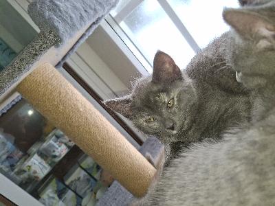 Kolme narttukissanpentua etsii uutta kotia. Kaksi syntyneet 20.2.2025 ja yksi 26.2.2025