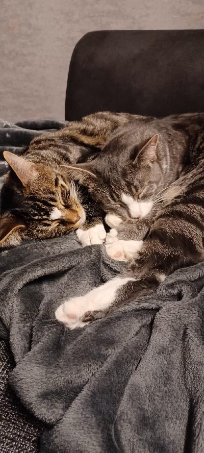 Myydään kaksi kissaa pitovaikeuksien vuoksi. Hinta yhteensä 100 euroa. Kissat ovat sirutettu, rokotettu, leikattu. 