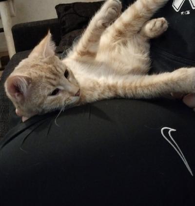 Myydään 1 vuotias narttu kissa. 

Tosi seurallinen ja kiltti. Tykkää ihmisistä ja rohkea myös tutustumaan vieraisiin.
Tosi perso ruualle, meillä syönyt viljatonta ja sokeritonta ruokaa sekä myös raakaruokaa ja kalaa.
Sisäsiisti, tottunut hiekkaan sekä pelletteihin.

Kerrothan millaiseen kotiin olisit kissaa ottamassa. Voin laittaa lisää kuvia ja kerron tietty lisää pyydettäessä.