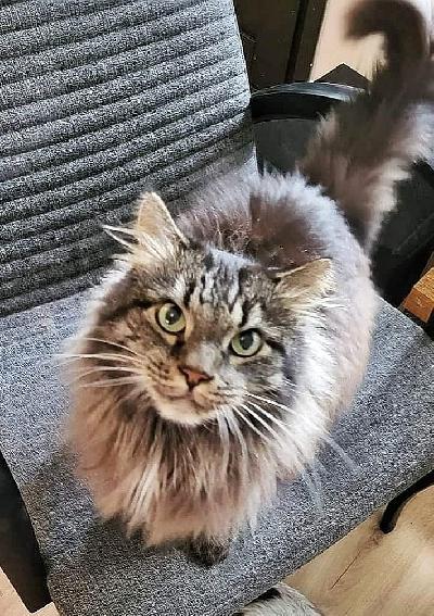 Myydään 8 vuotias leikattu uroskissa. kun otat yhteyttä kerro itsestäsi ja millaiseen kotiin kissa tulisi. yhteydenotot vain viestillä numeroon 0449849665 Uusi koti valitaan tarkasti