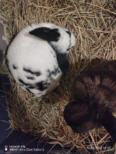 Tyttöpariskunta.
Kilttejä. Hoitotoimet ok. Vapaana tottunu elää. Kouluun meno ja elämänmuutokset siksi etsii uutta kotia