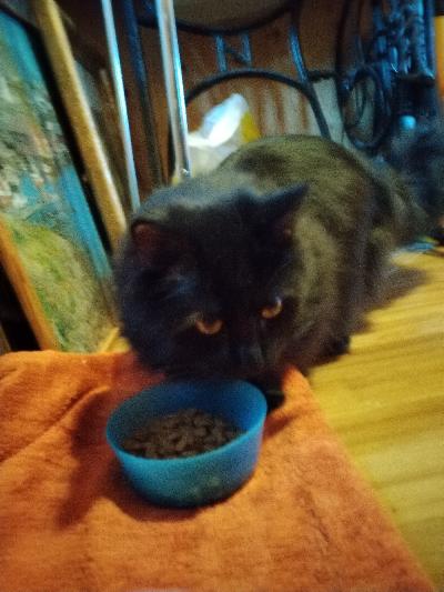 Ihmisläheinen, lapsiin tottunut maatiaiskolli etsii uutta kotia. Ei tule toimeen muiden kissojen kanssa. 