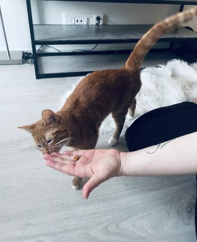 Uutta rakastavaa loppu elämän kotia etsii 8 kk tyttö pentu. 
Pentu on luonteeltaan todella sosiaalinen, leikkisä sekä hakeautuu paljon ihmisen läheisyyteen.
Eläinlääkäri todennut pennun terveeksi sekä rokotukset, madotukset yms kaikki hoidettu.
Näistä pennun uusi omistaja saa dokumentit.
Lisä kuvia sekä videoita saa pyydettäessä.
Ja pentua pääsee tottakai sovitusti katsomaan! 