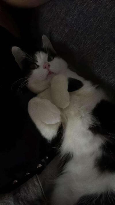 Myydään rauhallinen ja terve 10 kuukauden ikäinen kissa. Kissa on tottunut lapsiperheeseen ja tulee hyvin toimeen lasten kanssa. Myydään rakastavaan kotiin lapsen allergian vuoksi.

Lisätietoja ja kuvia saa kysymällä!
