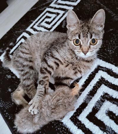 Etsitään kotia todella ihmisrakkaalle kissalle. Tykkää olla sylissä, oikea kehräyskone. Sisäkissa.