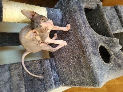 Ihanat sydämen valloittajat etsivät eläinrakasta kotia. Olemme syntyneet 23.1-2025. Luovutusikäisiä 1.5 alkaen. Olemme syntyneet Suomessa.molemmat vanhemmat kotona nähtävissä. Luovuttaessa olemme eläinlääkärin tarkastamia ja rokotettu.Varausmaksu 250e. Jota ei palauteta jos mieli muuttuu.ota yhteyttä niin kerron mielelläni lisää. 