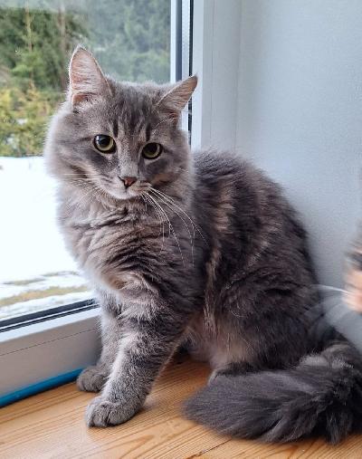 Kaunis ja lempeä poikakissa etsii uutta kotia.
Aluksi arka mutta ruuan ja herkkujen kanssa saa houkuteltua esiin. Ja kun tottuu ääniin ja hajuihin niin hakeutuu lähelle. Tykkää rapsutuksista.

Syö märkä-ja kuivaruokaa. Myöskin raakaruokaan on tottunut, meillä 50-50 ruokinnalla.

Sirutettu, rokotettu, leikkaamaton ja madotettu säännöllisesti.

Tottunut muihin kissoihin, on ns. hoivaava luonteeltaan.

Myydään koska meidän vanhempi kissa ei vain hyväksy uutta kaveria, joten tämä lempeä poika joutuu toistuvasti piiloutumaan.