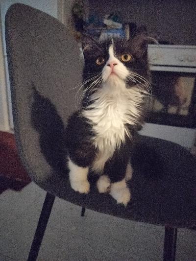 Pentu on syntynyt Suomessa 24.10.2024
Syö laadukasta ruokaa,käy hiekkalaatikolla.Leikkisä,sosiaalinen pentu.