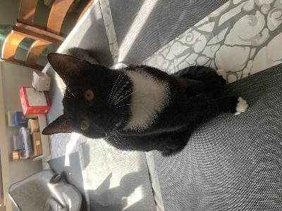 Upea 5kk ikäinen mustavalkoinen poika kissa etsii omaa rakastavaa kotia. Suloinen kehruu kone leikkisä ja vauhdikas.
Lääkärin tarkastama, rokotuksesta vastaa uusi omistaja