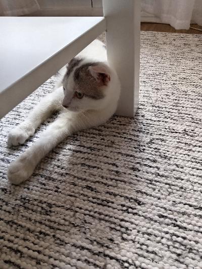 Syntynyt 1.1.2025 kiire löytää koti rokotuttu siru jää omistajalle eläinlääkärin tarkastama pentu rokote annettu otathan yhteyttä jos sinulla on koti pennulle ja sianti varkaus. Pennut ovat minun oman kissan pentuja syö märkäruokaa käy laatikolla ja soveltuu maalle sekä kerrostaloon ja soveltuu koirien kans. 