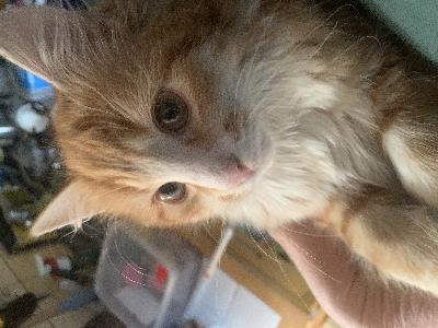 Poika on syntynyt  12.01.2025 ja on nyt luovutus ikäinen.Sisäsiisti ja hyvän ruokahalun omaava ja seurallinen terve  kisuli.