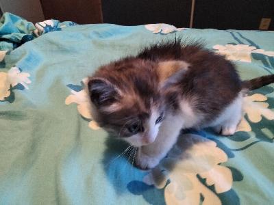 Varattuja molemmat.Kaksi tyttö kissan pentua. Syntyneet 15.3.2025 .luovutus 14vk ikäisenä 27.6.2025 3 kerta madotettuna   Kasvavat perheemme seurassa  ja ulkoilevat kissa aitauksessa ja ei mieluusti vapaana ulkoilevaksi.Pennut tykkää olla sylissä ja nukkua vieressä.Varaus maksu 150e joka vähennetään loppu summasta .ostaja jos peruu kaupat,varaus maksua ei palauteta.kuvia saa lisää pyytämällä.Ihanne olisi jos pääsevät samaan kotiin. Mutta myös erikseen.Kerro millainen koti olisi tarjolla.