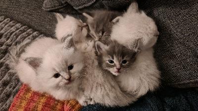 17.3.2025 syntyneitä kissanpentuja, pennut syntyivät kotonamme ja kasvavat perheen parissa ja tottuvat perheemme muihin kissoihin. Pennut ovat jo erittäin kesyjä ja tottuvat turkin hoitoon ja muuhun käsittelyyn. Kaikki pennut ovat pitkäkarvaisia.
Ennen luovutusta pennut ovat useaan kertaan madotettuja sekä käytän pennut 12vkon iässä eläinlääkärissä rokotettavana ja tarkastettavana.
Myyn pennun vain sisäkissaksi, ulkoilu vain valjaissa tai tarhassa.
Pentuihin voi tulla tutustumaan kotiimme. Pentujen vanhemmat nähtävillä. Varausmaksu 200e, jota ei palauteta, mikäli ostaja peruu kaupat. Varausmaksu vähennetään myyntihinnasta.
Lisätietoja saa kysymällä. Toivon, että kerrot ensin millaiseen kotiin pentu tulisi. 