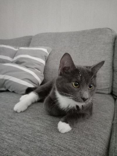 Uutta kotia etsii 10kk vanha poika, Uuno. Uuno on äärettömän kiltti, sosiaalinen ja ihana. Mahtava kissa kaikinpuolin! Tulee sohvalla aina syliin tai ihan viereen. Sängyssä nukkuisi mielellään vieressä jos sinne lupa on tulla. Ei ole mitään allergioita ja muutenkin aika teräsmaha. Uuno on kasvanut perheessä missä lapset on isompia (10v ja 16v) sekä toisen kissan ja chihuahuan kaverina. Ollut täysin sisäkissa. 

Valitettavasti Uuno etsii uutta kotia koiramme vuoksi.Koiramme on alkanut olemaan todella mustasukkainen Uunosta.

Etsinnässä koti jossa Uuno saa huomiota ja rakkautta.
Puhelimitse lisätietoja 