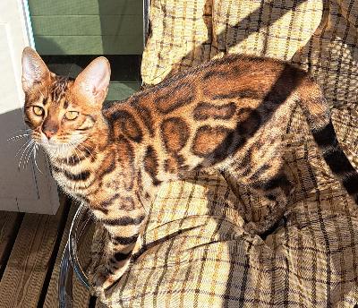 3 tyttöä ja 1 poika, ruskea ja musta.
Suomessa syntyneet 10.10.24 ja luovutusikäisiä. Isä ja äiti ovat samassa taloudessa Helsingissä. Isä, äiti ja kissanpennut on rekisteröity. Ennen luovutusta pennut ovat 2 kertaa rokotettu, madotettu, sirutettu ja eläinlääkärin tarkastamat.
Pennut käyvät jo vessassa, syövät raakalihaa ja eivät pelkää muita kissoja, luonteeltaan leikkisiä, uteliaita ja sosiaalisia. Lemmikki/Näyttely, eli ei saa käyttää kasvatuksessa.