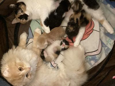 Leikattu 1 v uros sekä pentuja. Kuvassa kilppari on emo . Kerro sähköpostilla mill koti tarjota. Pennuilla luovutus kesäkuussa. Poika etsii ulkoilevaa kotia, esim tarha/ valjaat. H. 300€. Pennut 400€/ kpl. 