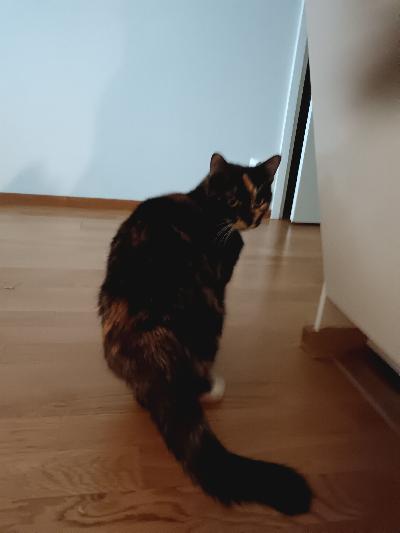 Sisäsiisti, kiltti tyttökissa etsii uutta kotia elämäntilanteen vuoksi. Mielellään toisen kissan kaveriksi. 