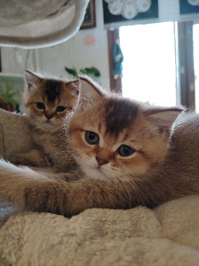 Terveet söpöt kisulit. Syövät laadukasta ruokaa, tottuneet koiriin. Lääkärin todistus. on. Vaalea lila tyttö ja oranssi väriset pojat. Hinnasta voidaan neuvotella. Luovutus 5.6.25
Pitkäkarvainen tyttö vaatii säännöllistä turkinhoitoa. 
