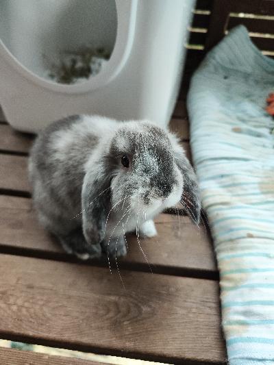 Myydään uros risteytys
Värinä japanilainen
Ei todettuja terveysongelmia suvussa
Ei häkkikaniksi! 