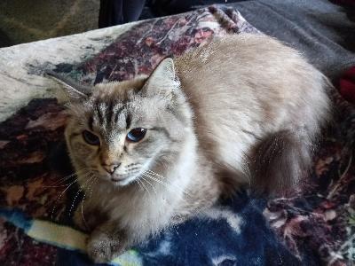 1v tyttö kissa etsii uutta kotia, kissa on leikkisä/sosiaalinen sisäkissa.