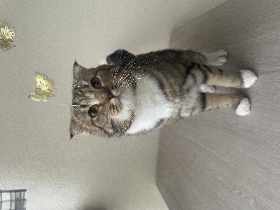 Leikkaamaton , fiksu, ihana läheisyysriippuvainen sylikissa toffee, uuteen kotiin omistaja allergian vuoksi, uros.