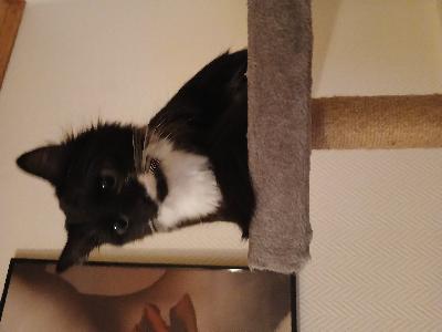 Mustavalkea puolipitkäkarvainen tyttökissa. Rokotettu ja madotettu. Ikää 10kk. Kiltti ja leikkisä. 