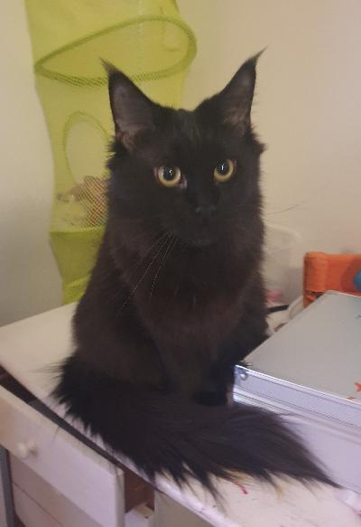 2 vuotias naaras. Palautui kasvattajalle kissasta johtumattomista syistä. 75pros mainecoon 25pros ragdoll. 