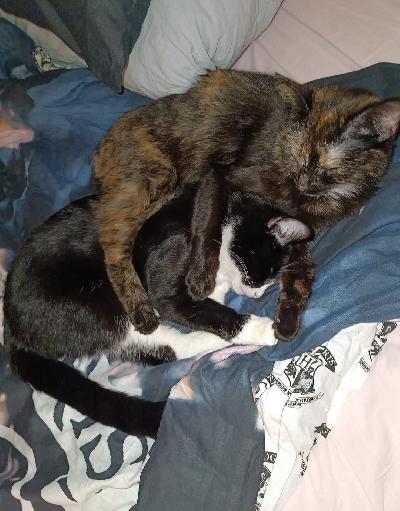 Mietinnässä uusi koti kahdelle 4v kissa naaraalle. Ovat leikattu ja rokotettu. Sisäkissoja. Kiltit ja seuralliset. Vain yhteiseen kotiin. Tottuneet rauhalliseen eloon ilman pieniä lapsia eli ei lapsiperheeseen. Eivät tule toimeen perheen koiran kanssa joka liian innokas kissojen päältä, tämä syynä miksi vaihtavat kotia jos täydellinen uusi koti heille löytyy. 