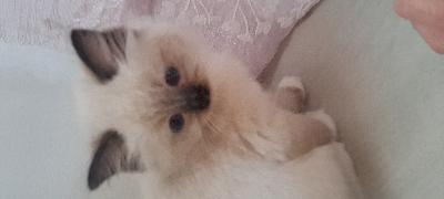 Luovutus 14 viikon iässä 30.6