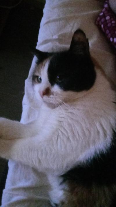 2 leikattua aikuista tyttökissaa.
 7 ja 8 vuotiaat