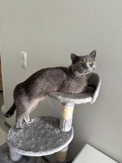 Myydään ihana brittiläinen lyhytkarvanen poikakissa