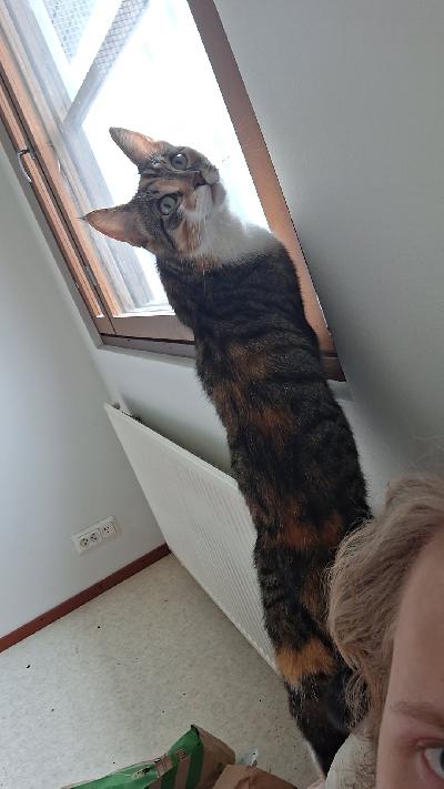 Myydään naaras kissa uuteen ja rakastavaan kotiin jossa sille olis aikaa rakastaa läheisyyttä ja rapsutuksia ja tykkää puskea aina Myydään muuttuneen elämän tilanteen vuoksi ja allergian vuoksi ei ole leikattu 