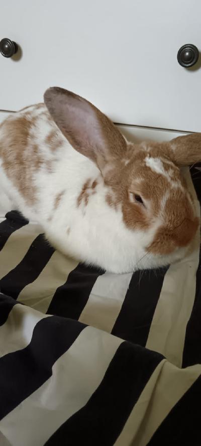 Syntynyt 21.6.24.Tottunut lapsiin ja kissoihin. Mukaan häkki, vessalaatikko ruokakupit ja rokotuskortti. 