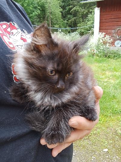 Suomessa 4.4.25 syntyneet pitkäkarvaiset kissanpennut etsii kotia. Sosiaalisia ja uteliaita. Käyvät hyvin jo hiekkalaatikolla. Kissat luovutetaan aikaisintaan 11.7.25 jolloin ovat 14-viikon ikäisiä. Kissat luovutetaan eli.tarkastamina ja rokotettuina. Kissat madotetaan ennen luovutusta. Lisätietoja s-postiin