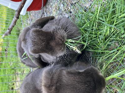 Annetaan hyvään kotiin suloiset tyttö ja poika, poika leikattu. Tottuneet koiriin ja kissoihin, helposti käsiteltäviä. Olleet sisällä ja ulkona.