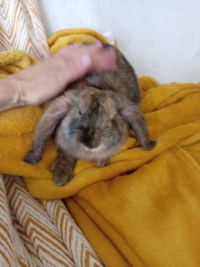 Seurallinen, aktiivinen ja terve poikakani uuteen kotiin muuton vuoksi, ikä 6 kk.

Tottunut olemaan ainoana kanina ja kulkemaan päivittäin vapaasti isossa tilassa (free roaming). Häkki käytössä vain vessalaatikkona. Mukaan saat kaikki tarvikkeet 20 € lisähintaan. Vain nouto.