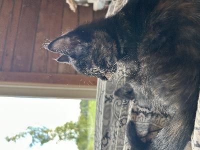 Vapaana reipas ja leikkisä kilpikonnavärityksinen tyttöpentu, joka on syntynyt 19.04.2025 maa Suomi ja se on luovutusikäinen 26.7.2025 jolloin täyttänyt 14 viikkoa.

Pentu on rokotettu, useaan kertaan madotettu sekä mikrosirutettu.

Osaa käyttää hiekkalaatikkoa. Syönyt Latz, Whiskas penturuokaa, lihaa, kypsennettyä kalaa sekä vuohenmaitoa.

Pennun emä on hyvä hiirikissa maatilallamme. Pentu on tottunut lapsiin ja koiriin sekä muihin eläimiin.

Otathan huomioon, että kissa elää jopa 20-vuotta.

Pentu on vapaana niin pitkään, kunnes se varausmaksulla 150€ vahvistettu ja ilmoitus täällä aktiivisena.

Kerrothan ensimmäisessä viestissäsi oman nimesi ja millaiseen kotiin olet pentua etsimässä. 

Pentua pääsee toki katsomaan.

Kasvattaja Mika Pelttari, Vesilahti, Suomi