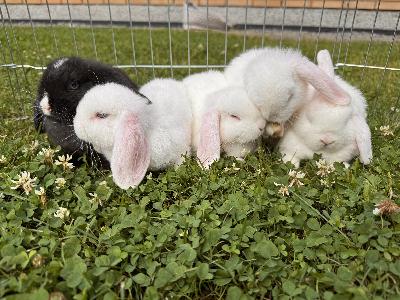 12.6 syntyneet puhdasrotuiset kääpiiölupat. Väri valkoinen sinisilmäinen. 1 uros uutta omaa kotia vailla. Luovutus 8.8 lähtien. Kanit ovat tunniste mikrosirutettuja, mukaan tulee lemmikkikanipaperit (rekisteröintitodistukset yritän saada luovutukseen mennessä muuten myöhemmin)sekä tehdään kauppakirjat. 
Poikaset ovat uteliaita ja käsitellyyn tottuneita. 