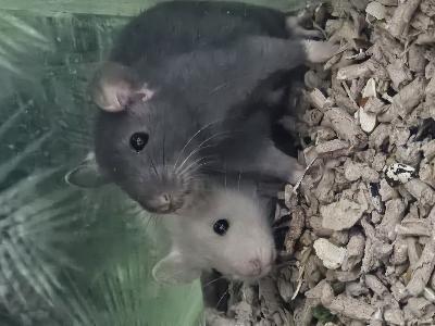 Kesyrotta poikueita luovutukseen! Tyttöjä ja poikia, eriväreissä, tavallisia karvallisia ja nakuja.
Loishäädöt saaneet ja kotiasiat ovat enemmän kuin kunnossa, kivat käsitellä, omia kasvattejani!
Rottaa EI koskaan YKSINELÄJÄKSI vaan vähintäänkin kaksistaan pidettävä.
35 eur/ karvallinen rotta
47 eur/ naku
Tarjous-paketti: kaksi rottaa, kerroshäkki tasoilla ja tikkailla, sekä riippumatolla, kaikki ruuat, kuivikkeet ja tarvikkeet, kuljetusboksi yht 330 eur.
Nouto Turun keskustasta. 