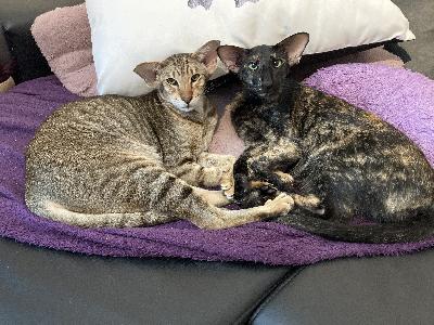 2kpl itämainen lyhytkarva, naaras.