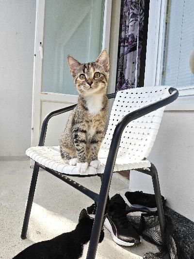 Peruutuksen vuoksi ihana raitapaita poika maatiaiskissan pentu. Vain ja ainoastaan hyvään kotiin. Asumme Keski-Suomessa.