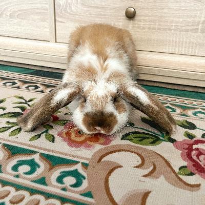 Etsinnässä muutaman kuukauden ikäiselle ranskanluppapojalle ”tyttöystävä” ;)

Toiveet:

-mieluiten luovutusiän paikkeilla
-ensisijaisesti kiinnostaa ranskanlupat, MUTTA muutkin isot ja isohkot rodut kiinnostaa
-dalmatialais -kuviointi tai sininen väritys plussaa