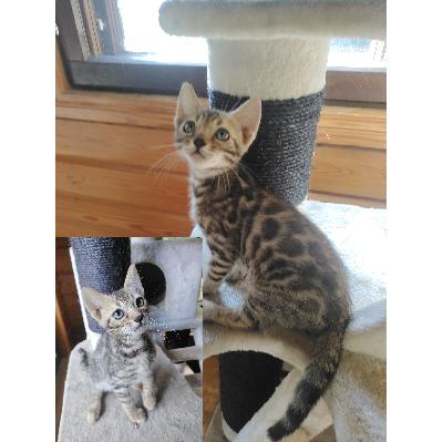 Yksi 3/4 bengal 1/4 maatiais pentu etsii hyvää kotia jossa ymmärretään aktiivisen, sosiaalisen ja juttelevaisen kissan perään. Hän on hyvin rohkea, ennakkoluuloton ja koirien kanssa ystävystynyt tapaus. Koska on ainoa pentu on hän saanut enemmän huomiota ja oppinut että juttelemalla saa myös lisää huomiota mutta osaa myös olla omissa oloissaan keksien kaikkea seikkailtavaa. Pennun turkki on vahvasti leopardikuvioinen ja muutoin vaalean rusehtava, pennun kasvaessa pörröinen pentukarva muuttuu lyhyeksi karvaksi ja kuviokin tulee selvemmäksi. Hänestä on myös video saatavilla esim whatsappiin

Emo on puoli bengali ja isä on kokobengali, molemmat asustelevat täällä ja ovat nähtävillä.

Pentu on tottunut Nutriman raakaruokaan sekä Applawsin kuivaruokaan. Hän on täysin sisäsiisti ja käyttävää puupohjaista hiekkaa joka ei kuitenkaan ole pelletti vaan paakkuuntuva joten vessa on helppo pitää siistinä.

Hänet on säännöllisesti madotettu ja menee 12 viikon iässä rokotukseen ja pentutarkastukseen. Hän on syntynyt 7.6.2025 ja on luovutusikäinen 13.9.2025

Olen suomalainen kasvattaja jolla onpi jo usempi vuosi kokemusta kissojen kasvatuksesta.

Nimi: Jukka Erämeri
Paikkakunta: Hämeenlinna (kuitenkin maaseudulla)
Pitopaikkatunnus: FI000016907403