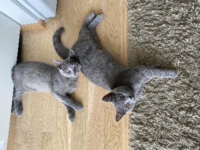 Sisäsiistit, tottuneita lapsiin. Muuttuneen elämäntilanteen vuoksi. Muuttavat yhdessä tai erikseen.