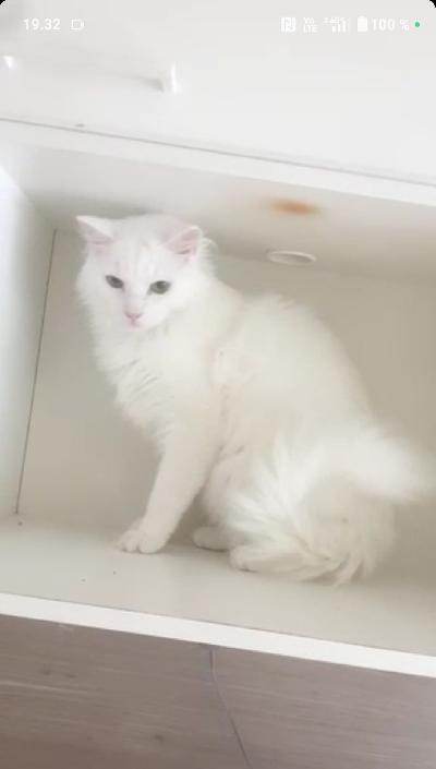 Meillä olisi ihana yksi vuotias leikattu ja madotettu poika. Valitettavasti joudumme luopumaan hänestä sillä hän on yksi viidestä kissasta ja meille on vauva on syntymässä talouteen ensikuussa. Kissan nimi on Ihana Pallo ja hän on leikkisä erityisesti tykkää jahdata laseria ja kärpäsiä,  fiksu hellä ja kaikin puolin suloinen pieni. Ainoa haaste on että hän ei aina halua käyttää hiekkalaatikoa vaan merkkailee, hakee huomiota usein. Osaa käyttää laatikkoa silloin kun joku on läsnä ja antaa hänelle huomiota. Kesän pidimme häntä parvekkeella mutta nyt on talvi tulossa. Maaseutukoti olisi hänelle ihanteellinen paikka vapaa luonne kun on. Jos olet valmis antamaan kodin ihanalle mutta hieman haastavalle pienelle pojallemme niin voit tulla katsomaan häntä Vantaan Kivistöön. Myös emo ja muu perhe paikalla nähtävänä. Pallo tulee hyvin toimeen muiden kissojen kanssa on sosiaalinen ja iloinen kaveri. Olisi ihanaa jos hänellä olisi uudessa kodissaan kissa kaveri jonka kanssa leikkiä. Häntä on kasvatettu perheenjäsenä ja suloisempaa ja  hellempää kissaa saa hakea. Toivomme hänelle hyvää loppuelämän kotia kokeneen kissanomistajan luota sillä hän tarvitsee paljon huomiota.