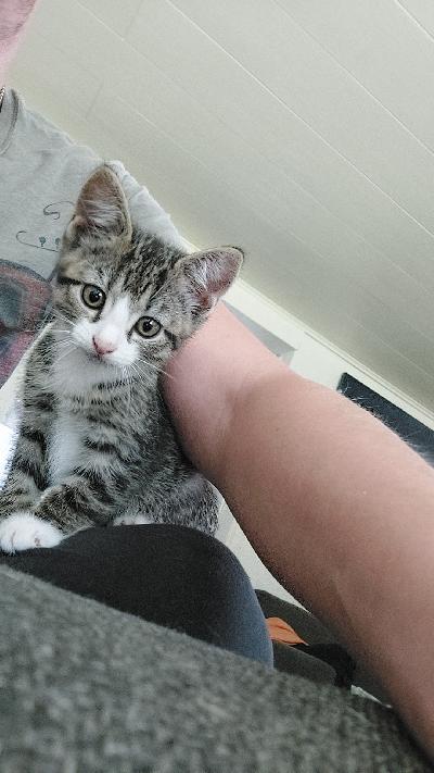 Vielä ois poikakissa vapaana. Syntynyt 10.6 eli syyskuun alussa luovutusikäinen. Myydään madotettuna. Tarkemmat tiedustelut 0445378627