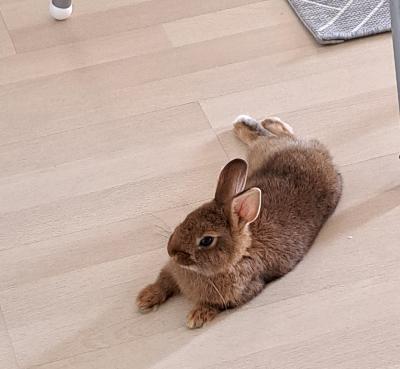 Ihanan luontoinen, lapsiystävällinen, sisäsiisti pupu pentu