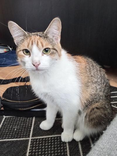 Cindy ja Manu 2v narttukissat etsivät uutta kotia. Raskain mielin luovun. vika ei ole kissoissa vaan oma Elämäni on sen verran sekaisin että en pysty antamaan heille kaikkea mitä ansaitsevat. Helsingissä asuvat. He ovat hyvin erilaisia mutta tulevat toimeen hyvin siksi samaa koti ei ole pakollinen jos molemmille löytyisi omanlaisensa kaverit uusista kodista., Manu on vähän rauhallisempi ja heidän  energiat eivät ihan täsmää keskenään. Hyvin kilttejä ja seurallisia Cindy on ihan sylikissa mutta Manu tykkää kunhan vaan saa olla vieressä. Manu voisi jopa tykätä olla ainoa kissa jos ei joudu olla pitkiä aikoja yksin esim vanhemman ihmisen seurana. Cindy kyllä tarvitsee kissakaverin. Haluaisin myös että he saisivat nauttia ulkoilmasta esim häkissä/ pihalla/ parvekkeella tai valjaissa. Tosin valjaita en saanut Manulle opetettua. . valitsen kodit hyvin tarkkaan koska haluan heille mahdollisimman parasta. Olisi myös ihana edes kuvien välityksellä tai videoiden nähdä heidän elämäänsä jatkossa myös. Yv lisää